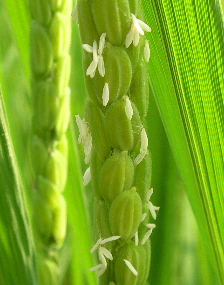 06 Flower of rice