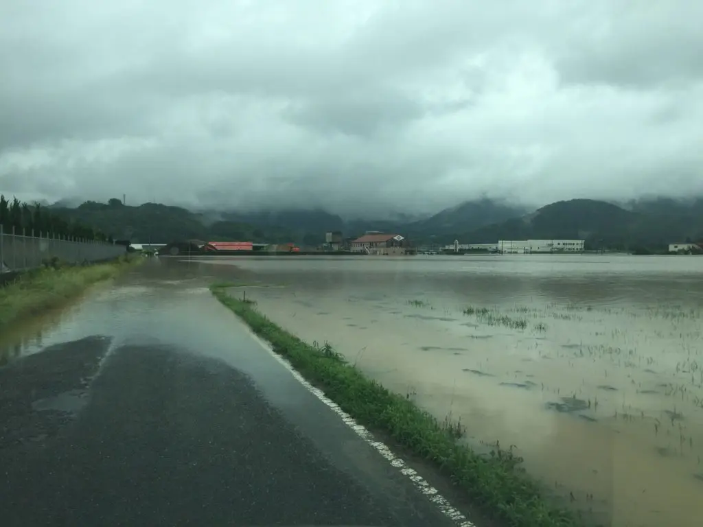 Flooded Rice Field