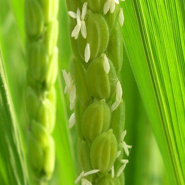 Close-up of rice early flower