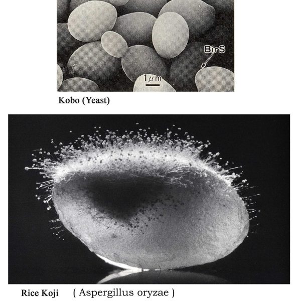 Koji development