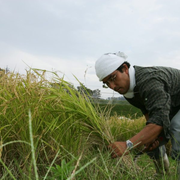 Marumoto-san at harvest